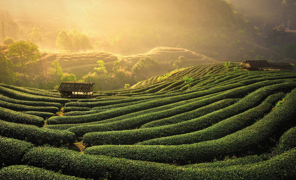 The hills of Uji in the Kyoto region of Japan, where Matcha Cafe Bali source their amazing matcha teas. Vegan, non-gmo, pesticide free, gluten-free and amazing in its quality and taste 