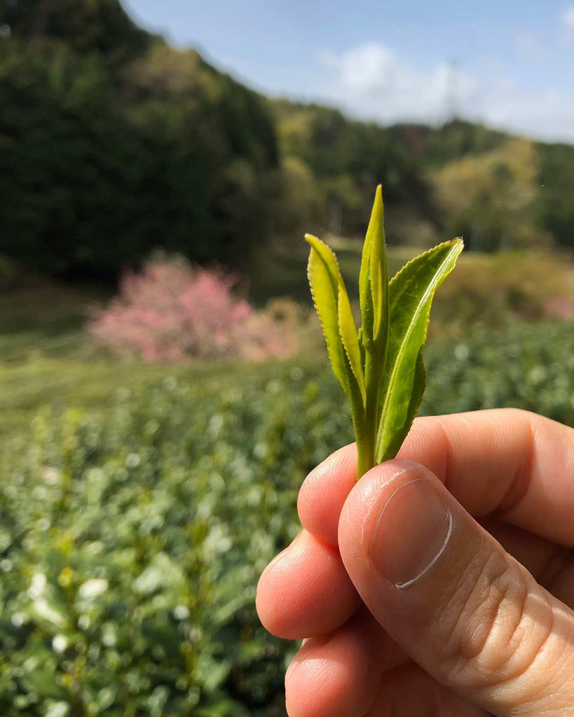 The camellia sinensis matcha green tea plant