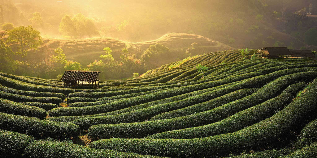 The hills of Uji in Japan where Matcha Cafe Bali source their matcha green tea